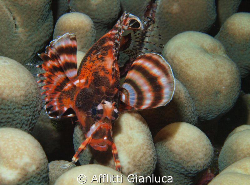 little lion fish by Afflitti Gianluca 