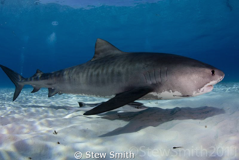 Perfect conditions at Tiger Beach by Stew Smith 