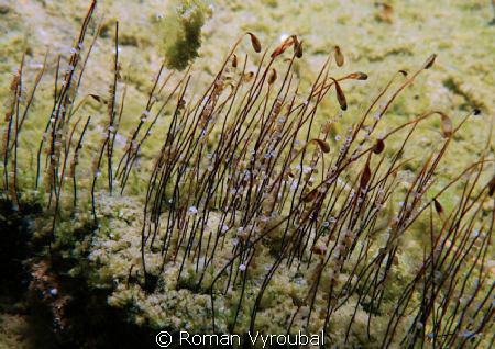 Frog larvae by Roman Vyroubal 