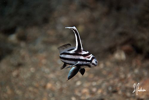 This image was taken during a dive at the Blue Heron Brid... by Steven Anderson 