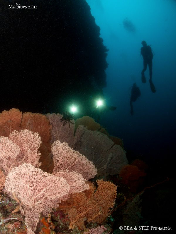Gorgonian forest. by Bea & Stef Primatesta 