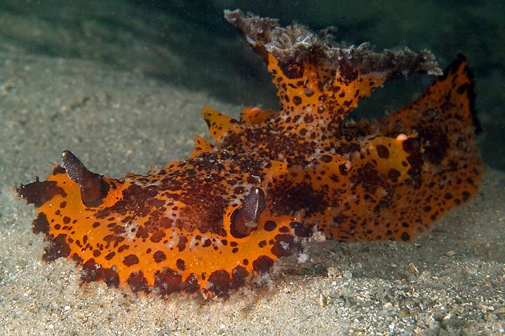 Plocamopherus sp. Chowder Bay, Sydney Harbour. by Doug Anderson 