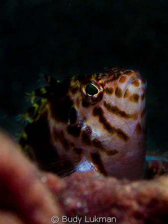 Hawkfish by Budy Lukman 