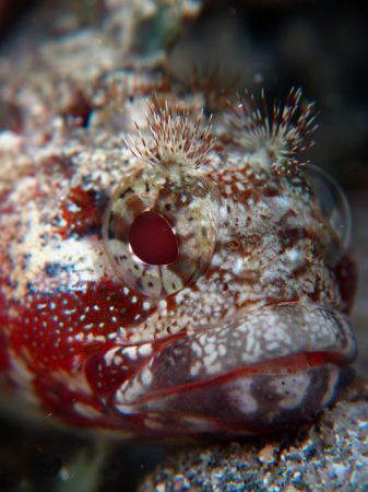 Portrait of Miss Downy blenny...Apnea shoot with canon g1... by Durand Gerald 