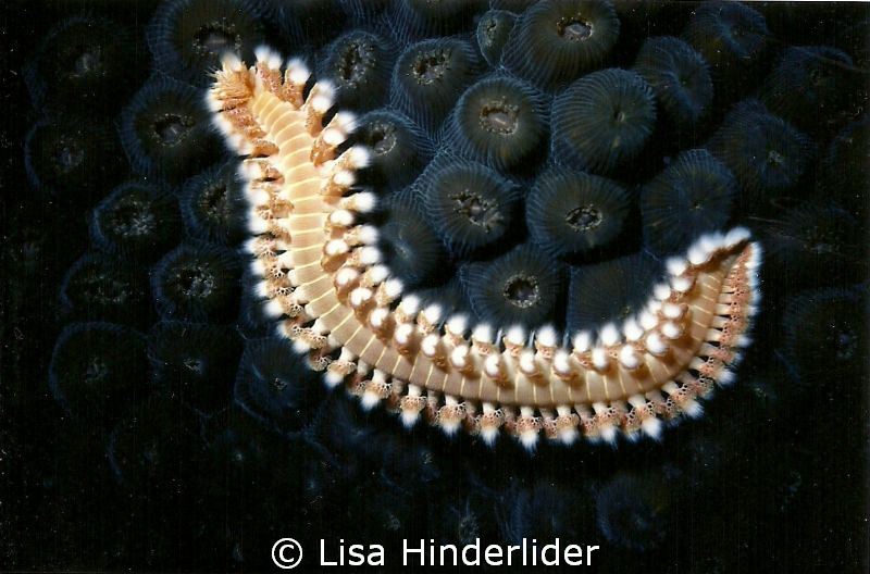 Looks fuzzy enough to touch...but don't! by Lisa Hinderlider 