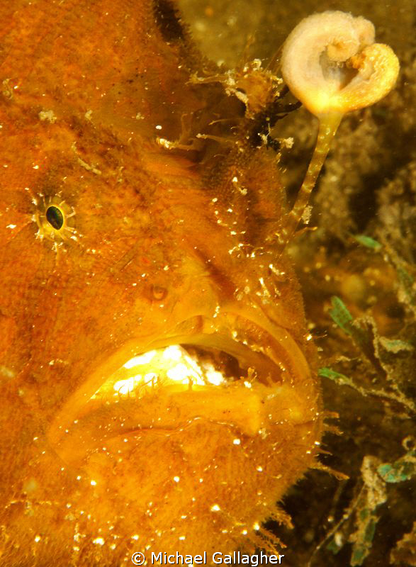 The aptly named "pom-pom" frogfish (or anglerfish as we A... by Michael Gallagher 