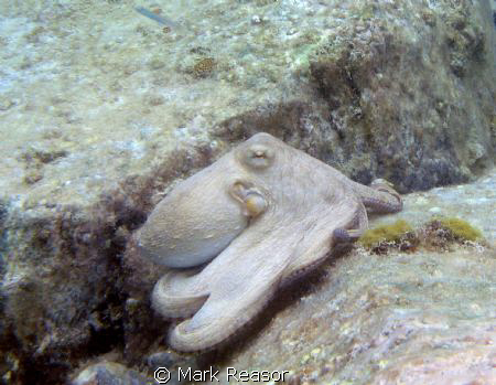Common octopus on the move. by Mark Reasor 