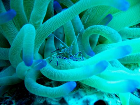 Blue shrimp. Bonaire. Canon A65. by Craig Montgomery 