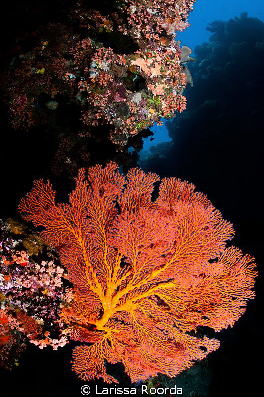 Coral Sea Fan by Larissa Roorda 