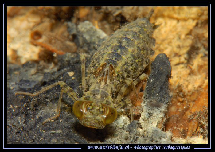 Larva of a Dragonfly... Que du bonheur... :O)... by Michel Lonfat 