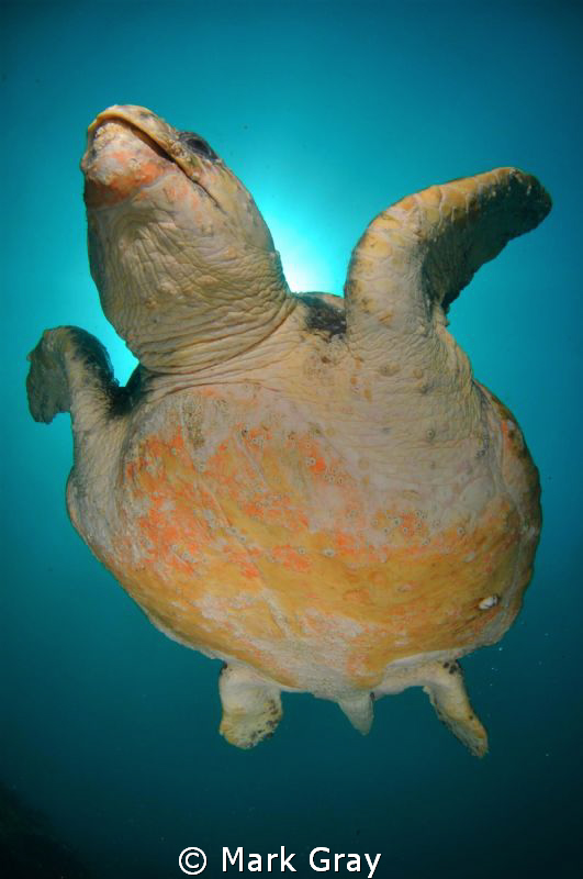 "Reach for nthe Sky". Loggerhead Turtle swimming to the s... by Mark Gray 
