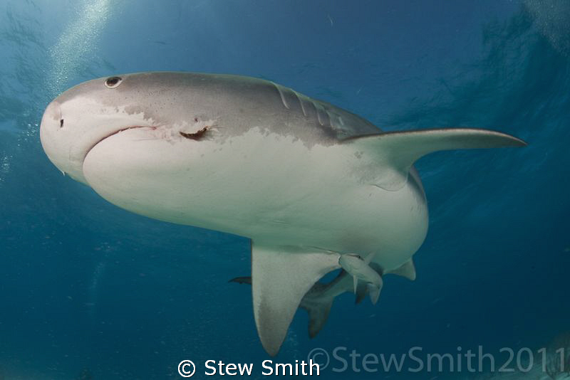 Hooked but free. These fishermen have a lot to learn abou... by Stew Smith 