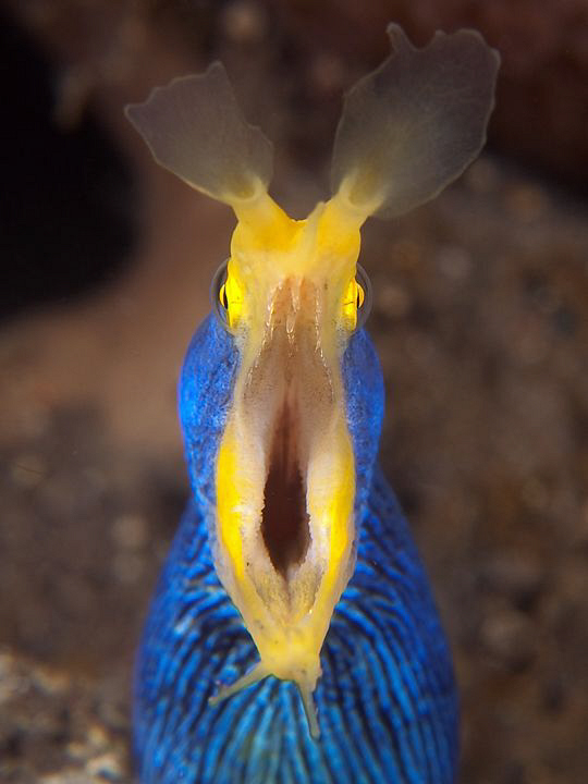 Ribbon Eel, Tulamben by Doug Anderson 
