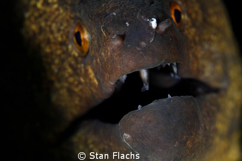The mouth by Stan Flachs 