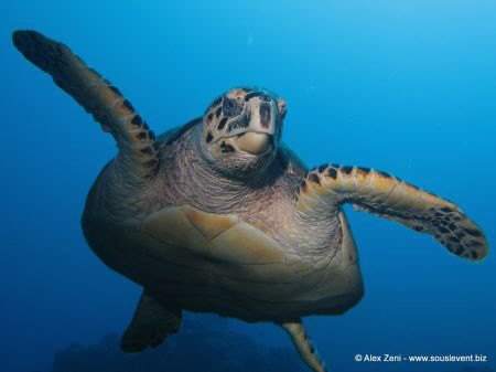 hawksbill turtle by Alex Zeni 