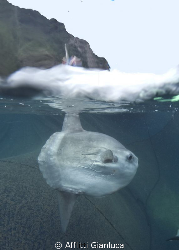 mola mola by Afflitti Gianluca 
