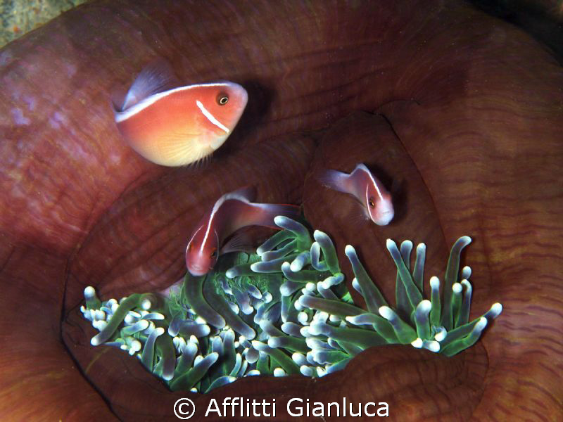 family of clown fish by Afflitti Gianluca 