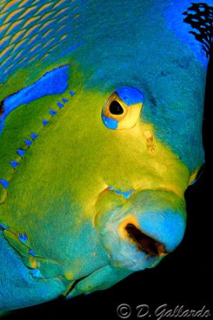 The Queen
Photograph taken during a dive at French Cay,T... by David Gallardo 