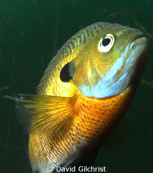 Bluegill Sunfish C/U, Windmill Point Quarry near Lake Erie by David Gilchrist 