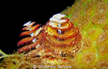 Yellow, red, green and black by Stephen Bardes 