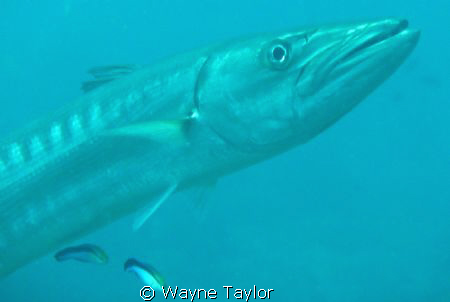 Barracuda by Wayne Taylor 