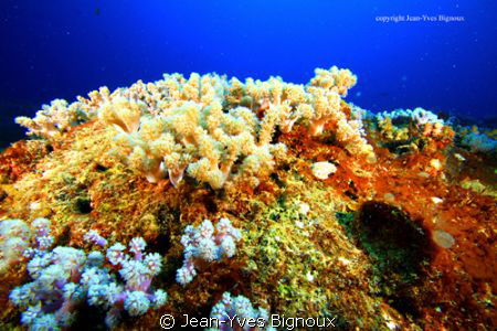 Mauritius Soft Coral Table at Mon Choisy Mauritius by Jean-Yves Bignoux 