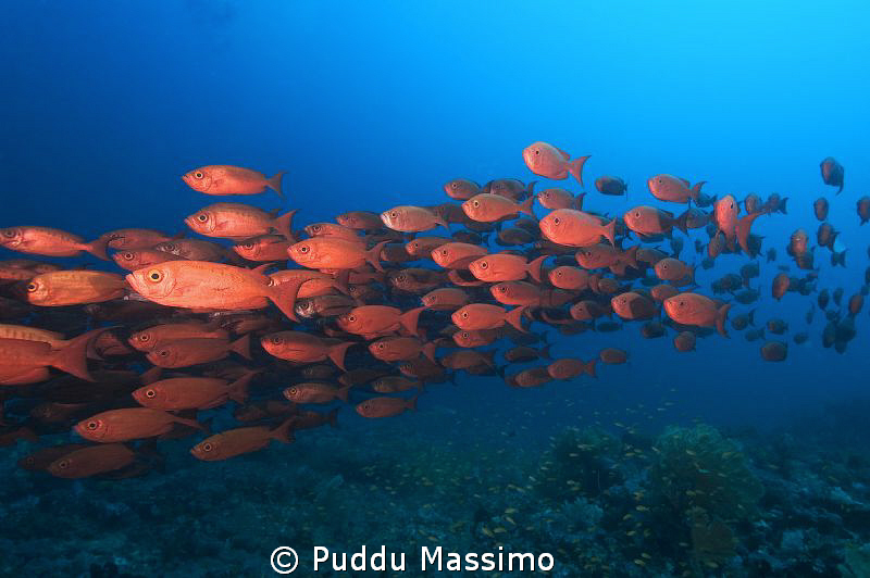 nikon d2x 12-24mm by Puddu Massimo 