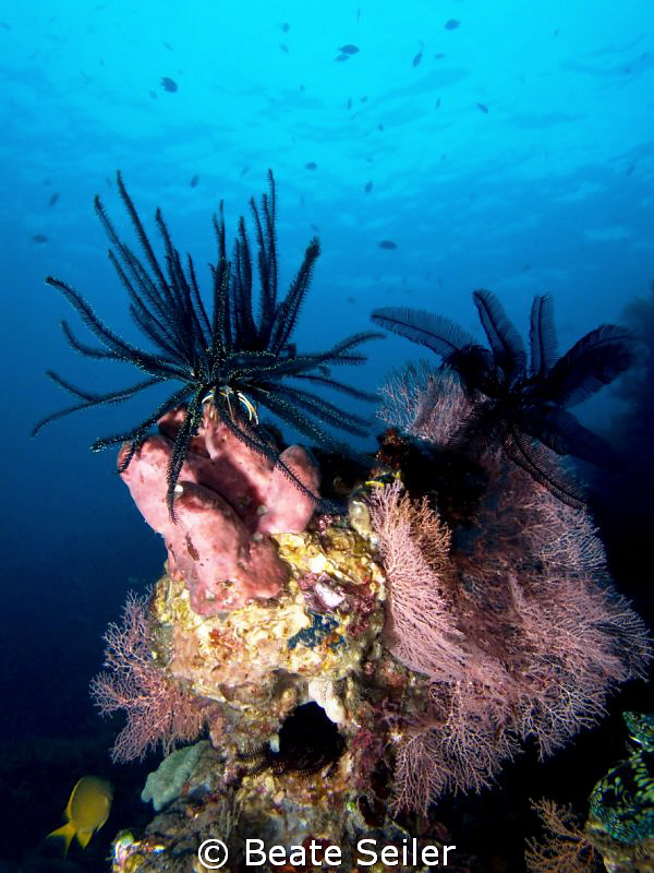 Reef scene by Beate Seiler 