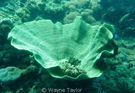 Hard coral by Wayne Taylor 