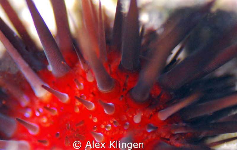 Urchin by Alex Klingen 