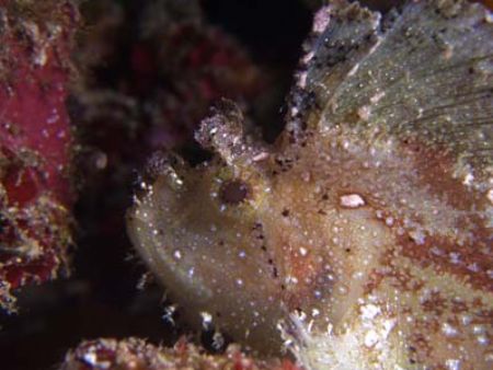 This leaf fish looks as though it has pearls all over its... by Yves Antoniazzo 