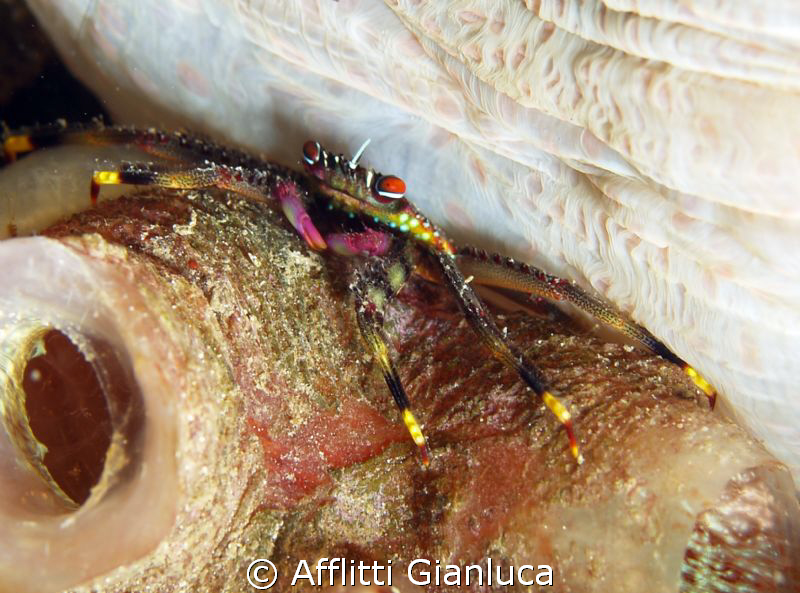 little crab by Afflitti Gianluca 