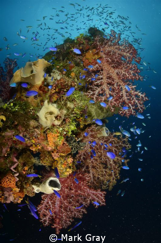 "Colourful Rust". Coral growth on the Fujikawa Maru at Tr... by Mark Gray 