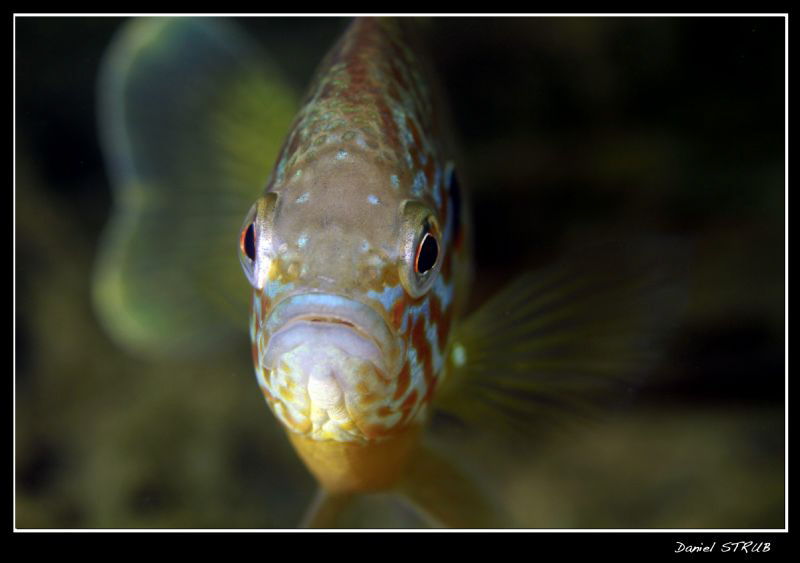 eye to eye :-D by Daniel Strub 