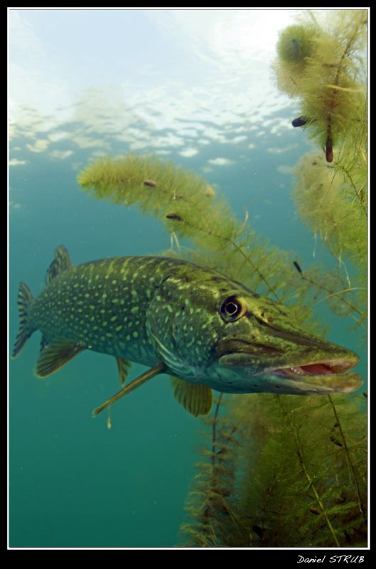 King pike :-D by Daniel Strub 