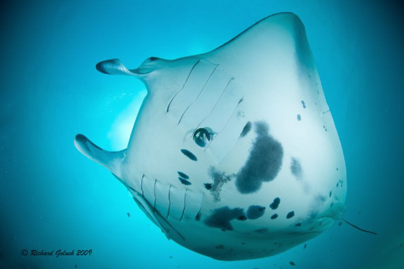 Manta Ray-Raja Ampat  www.wildbluepixels.com by Richard Goluch 