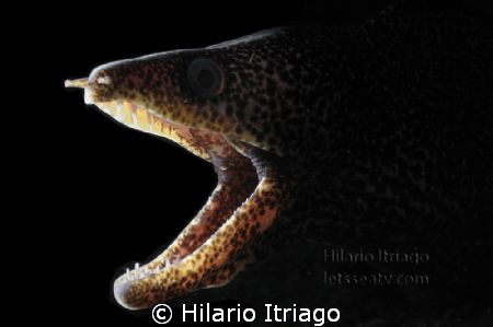 Spotted Morey / Nikon D-700, 60 mm Macro, Snoot, Inon Str... by Hilario Itriago 