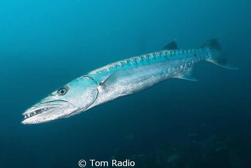 Great Barracuda
Victory Wreck, Bali, Indonesia by Tom Radio 