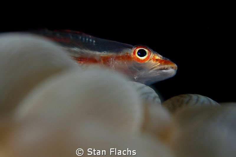 goby on bubbles by Stan Flachs 