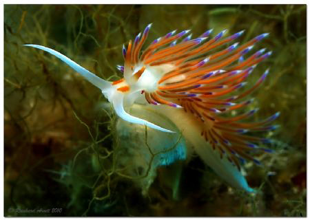 Cratena peregrina by Reinhard Arndt 