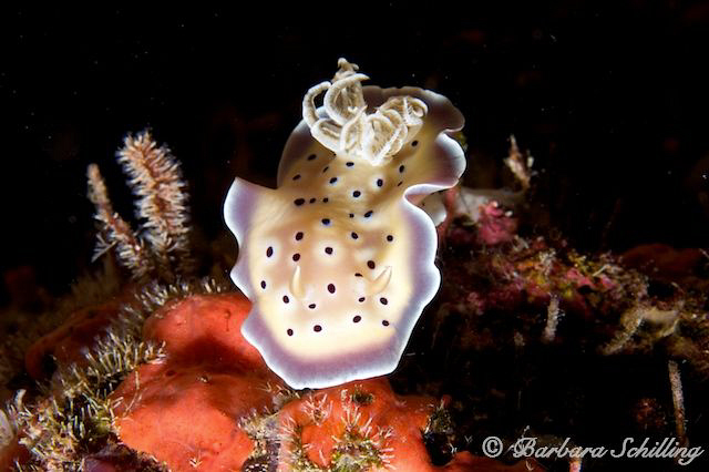 Chromodoris in the spotlight by Barbara Schilling 