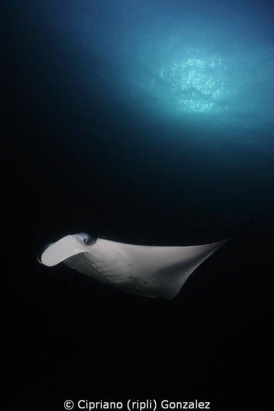 Manta Studio III. Hanyfaru by Cipriano (ripli) Gonzalez 