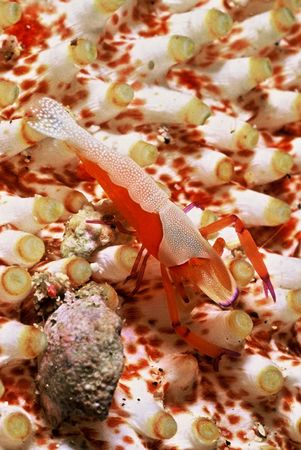 Imperator Commensal Shrimp found in Bali by David Spiel 