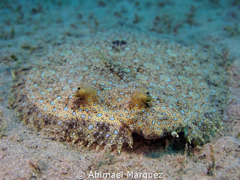Flounder by Abimael Márquez 