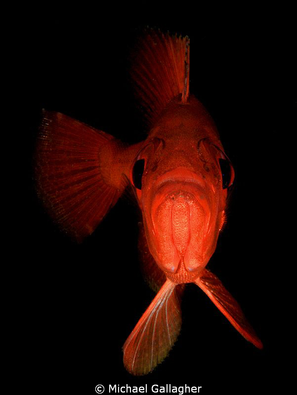 Big Eye! by Michael Gallagher 