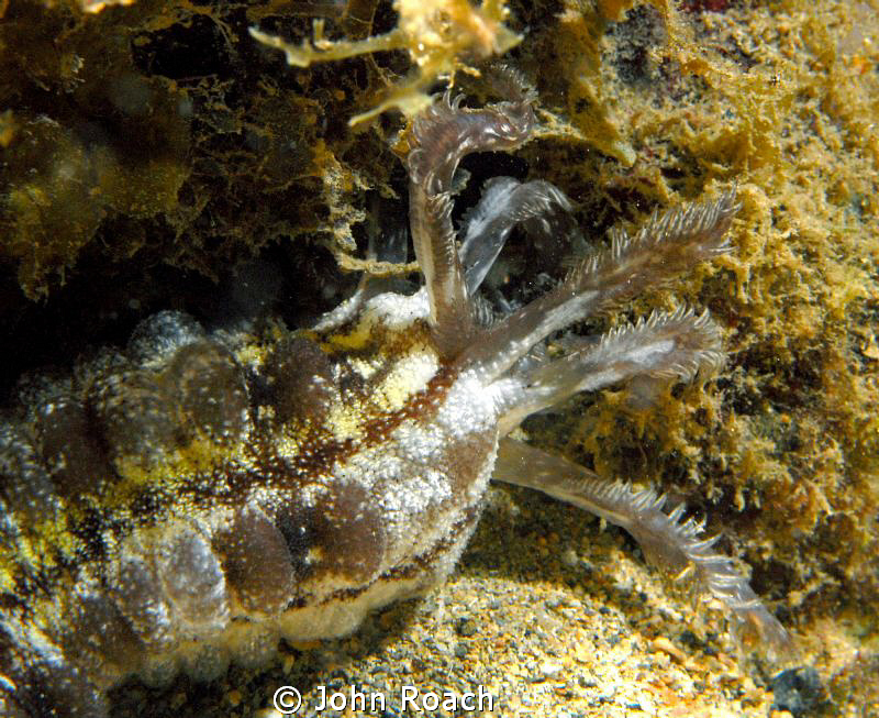 The "Thing". Really what it is call!   USVI   St John by John Roach 