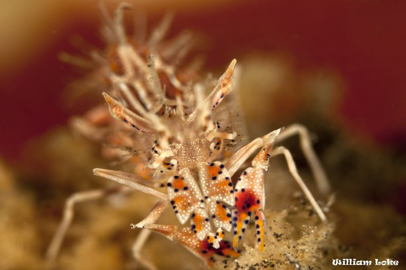Tiger Shrimp (Caught In da Face) by William Loke 