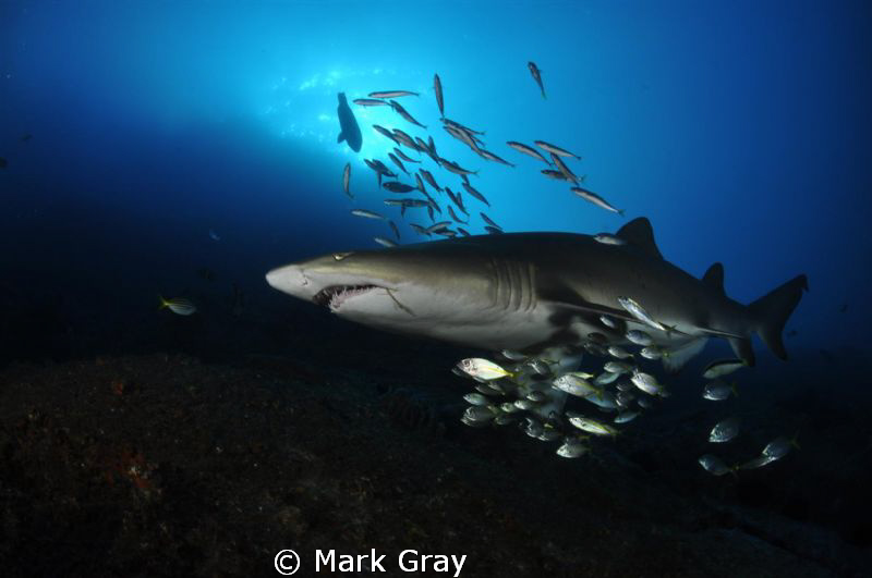 "Mother Ship?". Grey Nurse Shark at Fish Rock, South West... by Mark Gray 