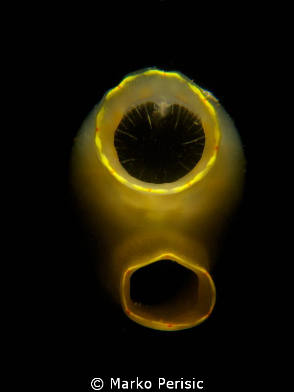 Sea Squirt by Marko Perisic 