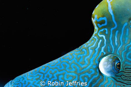 eye shot of napoleon wrass by Robin Jeffries 